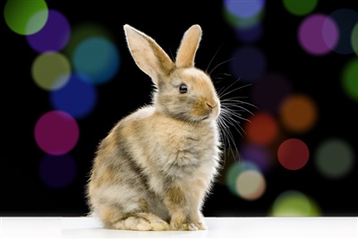 Survey reveals most common rabbit health problems