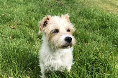 Dogs with chronic diarrhoea urgently needed for study