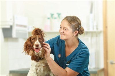 Nominations open for Petplan Veterinary Awards