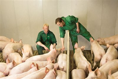 Zoetis gets EU marketing authorisation for new vaccine against PCV2 and M. hyopneumoniae in pigs