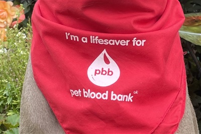 CVS raises £19K for Pet Blood Bank UK