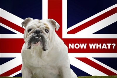 RCVS launches Brexit survey for EU vets