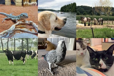 Veterinary Specialists launch podcasts for pet owners