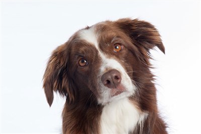 New study may help dog owners predict seizures