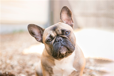 UK Brachycephalic Working Group reveals five-year plan