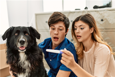 BVA calls on vets to report unregulated dog fertility clinics which are 'fuelling an animal welfare disaster'
