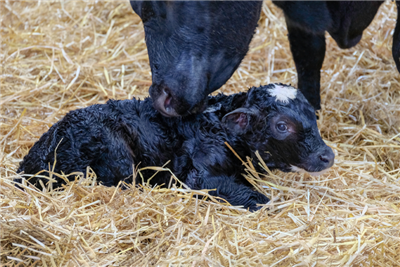 Vets invited to take part in Q fever survey