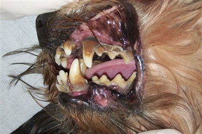 The most common health problem in dogs is dental disease
