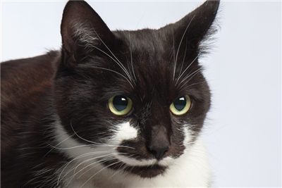 Research provides new insights into feline pancytopenia outbreak
