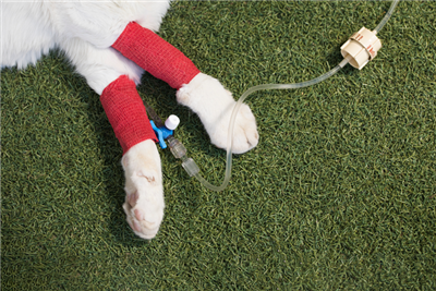 New study looks at efficacy of vapocoolant spray for catheter pain