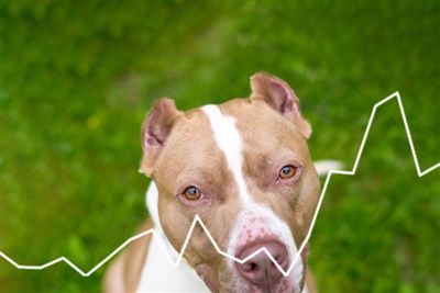Vet Record study finds ear cropping on the rise