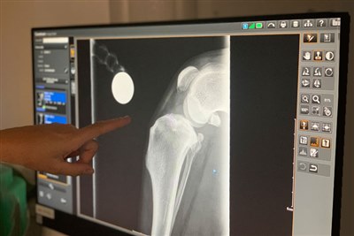 New Canine Cruciate Registry to help vets improve patient care
