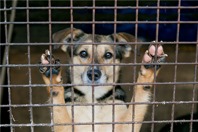 50% of pet owners worried about vet bills as cost of living crisis bites