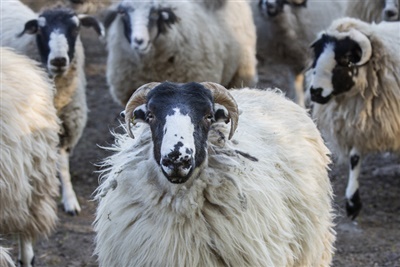 Vets encouraged to promote EAE vaccination as Cevac Chlamydia comes back in stock