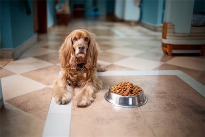 Research shows dogs on anti-epileptic medication more likely to become overweight