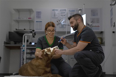New global standard for vets over treatment of seizures