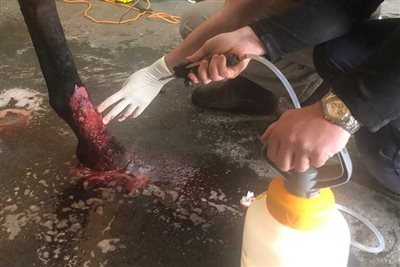 BEVA launches new wound management resources