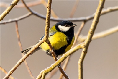 Veterinary insecticides may be killing off our songbirds