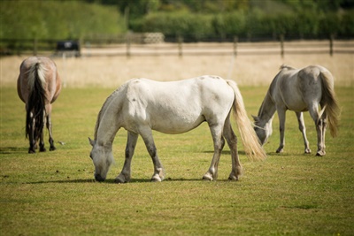 Survey reveals reasons older horses are retired
