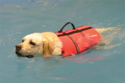 Early hydrotherapy after spinal surgery may be dangerous for dogs