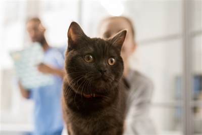 Identichip launches practice support packs covering new cat regulations