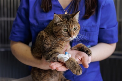 Blood donor cats don't need intravenous fluid therapy