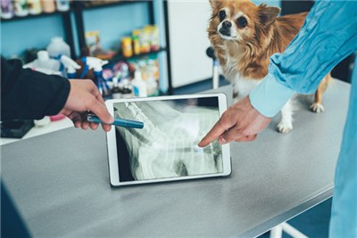 Writing on the wall for veterinary radiologists as IVC installs artificial intelligence to slash diagnostic time