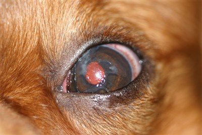 New RVC research shows certain dog breeds are more prone to keratoconjunctivitis sicca
