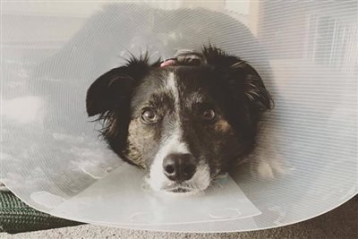 New study shows neutering ureter injuries can be treated