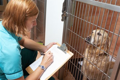 Vet nurses can now become Practice Standards Scheme Assessors