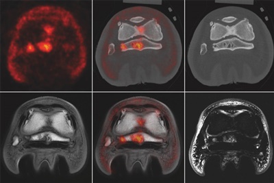 New publication shares latest advances in equine distal limb imaging