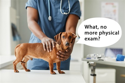 New survey asks what vets think about prescribing without having ever seen the animal in person