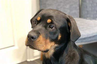 New research finds Rottweilers at greatest risk of cranial cruciate ligament rupture