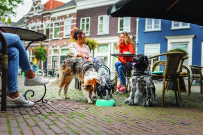 New Contagious Canine Cough campaign