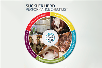 New suckler herd performance app for vets