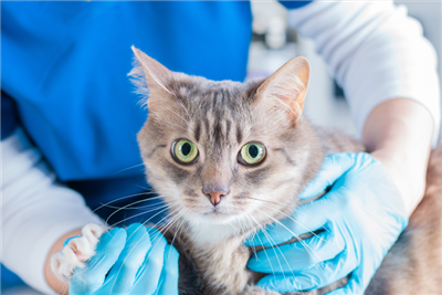 RCVS launches final stage of Under Care Review