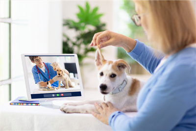 FirstVet partners with Petwise to offer unlimited veterinary consultations online