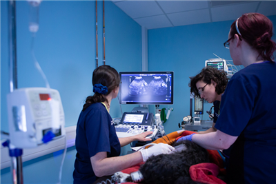 Neurology referral service launched at Vets Now, Glasgow