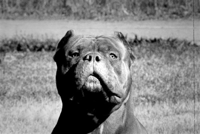 RCVS and BVA condemn abuse of veterinary professionals over XL Bully dogs