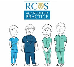 RCVS launches new video to promote PSS practices to the public
