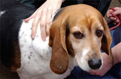 Defra seeks veterinary input on tougher dog breeding licensing