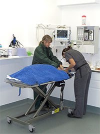 Davies Veterinary Specialists increases capacity