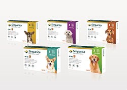 Zoetis launches new ectoparasiticide for dogs