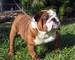 BVA urges revision of breed standards to protect animal welfare
