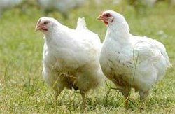 CVO declares avian flu Prevention Zone