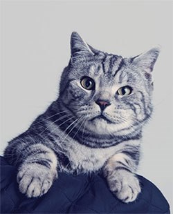 Keppra shows promise for treatment of feline epileptic syndrome