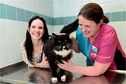 PDSA offers free CPD-qualifying welfare workshops