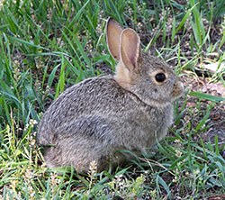 New advice about Rabbit Viral Haemorrhagic Disease