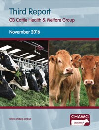 Chief vets welcome GB cattle health and welfare progress