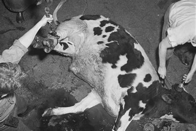 CCTV to be compulsory in slaughterhouses